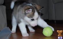 siberian husky puppy posted by onyahajiahmad5