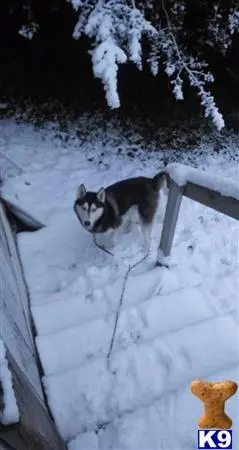 Siberian Husky stud dog