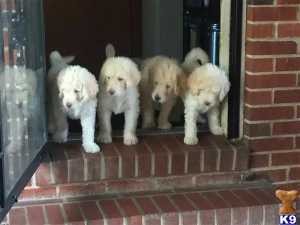 Labradoodle stud dog