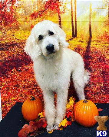 Labradoodle stud dog