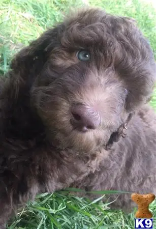 Labradoodle stud dog