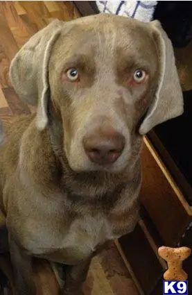 Weimaraner stud dog