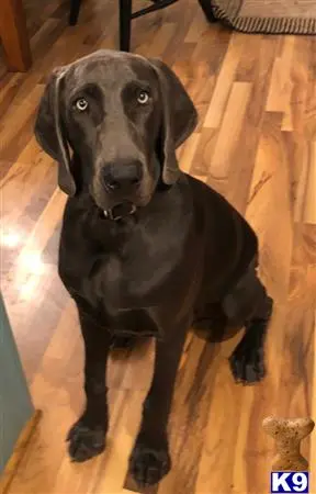 Weimaraner stud dog