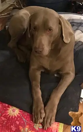 Weimaraner stud dog