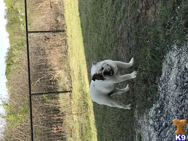 English Bulldog stud dog