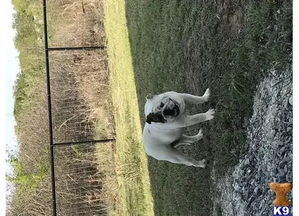 a english bulldog dog standing in a grassy area