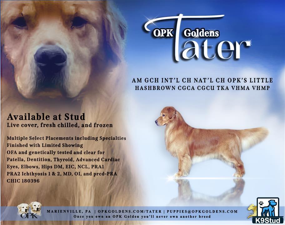 a golden retriever dog and a golden retriever dog