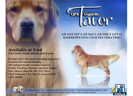 a golden retriever dog and a golden retriever dog