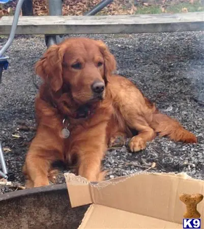 Golden Retriever stud dog