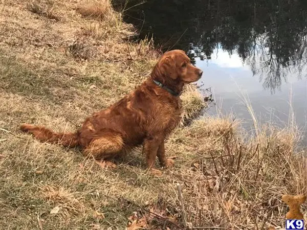 Golden Retriever stud dog