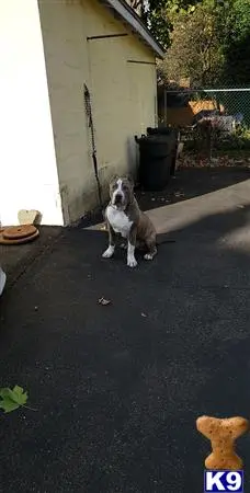 American Bully stud dog