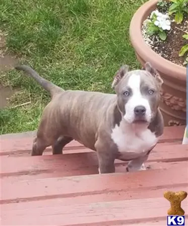 American Bully stud dog