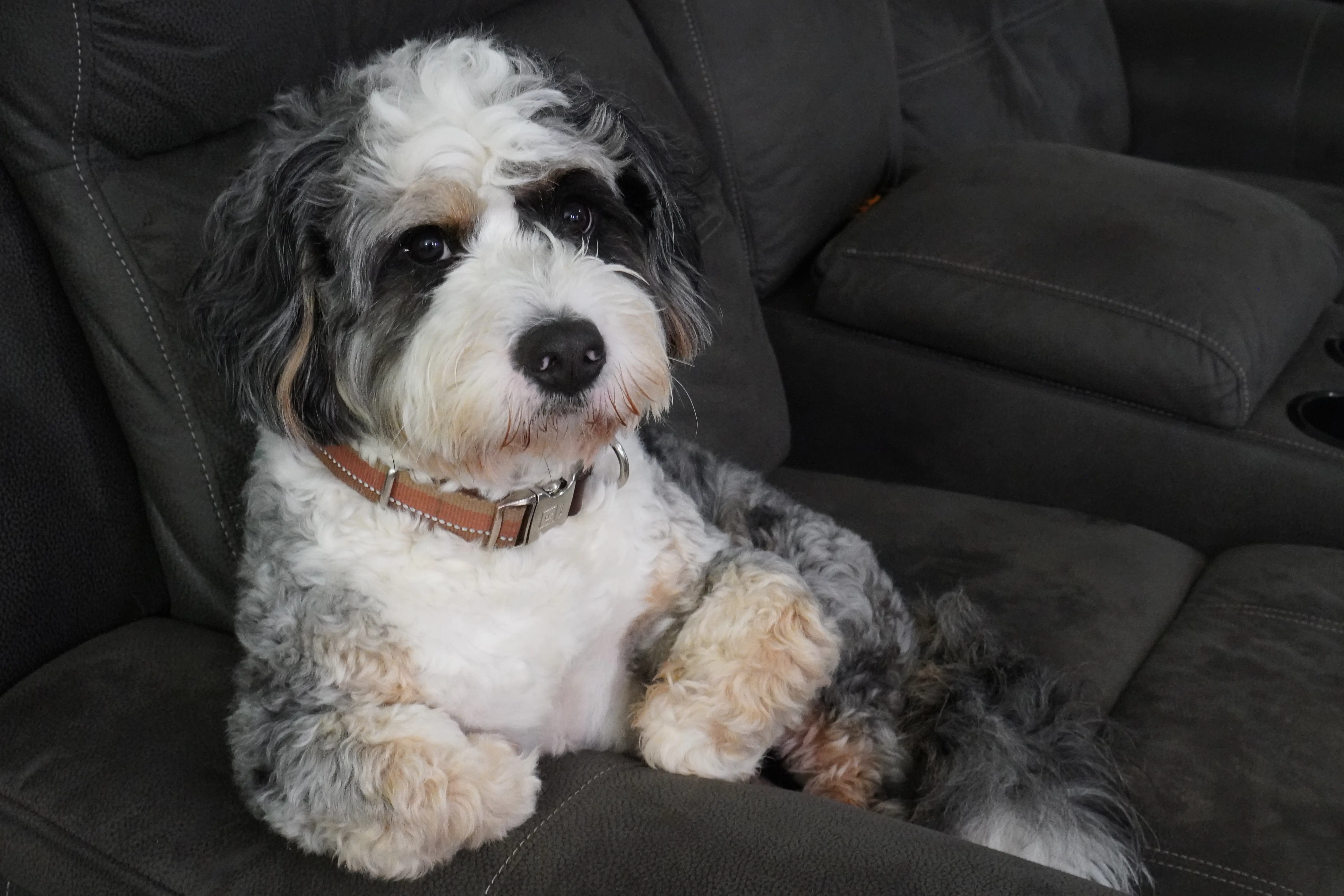Bernedoodle stud dog: Fluffy Bernedoodle with a black, white, and gray coat sitting on a couch