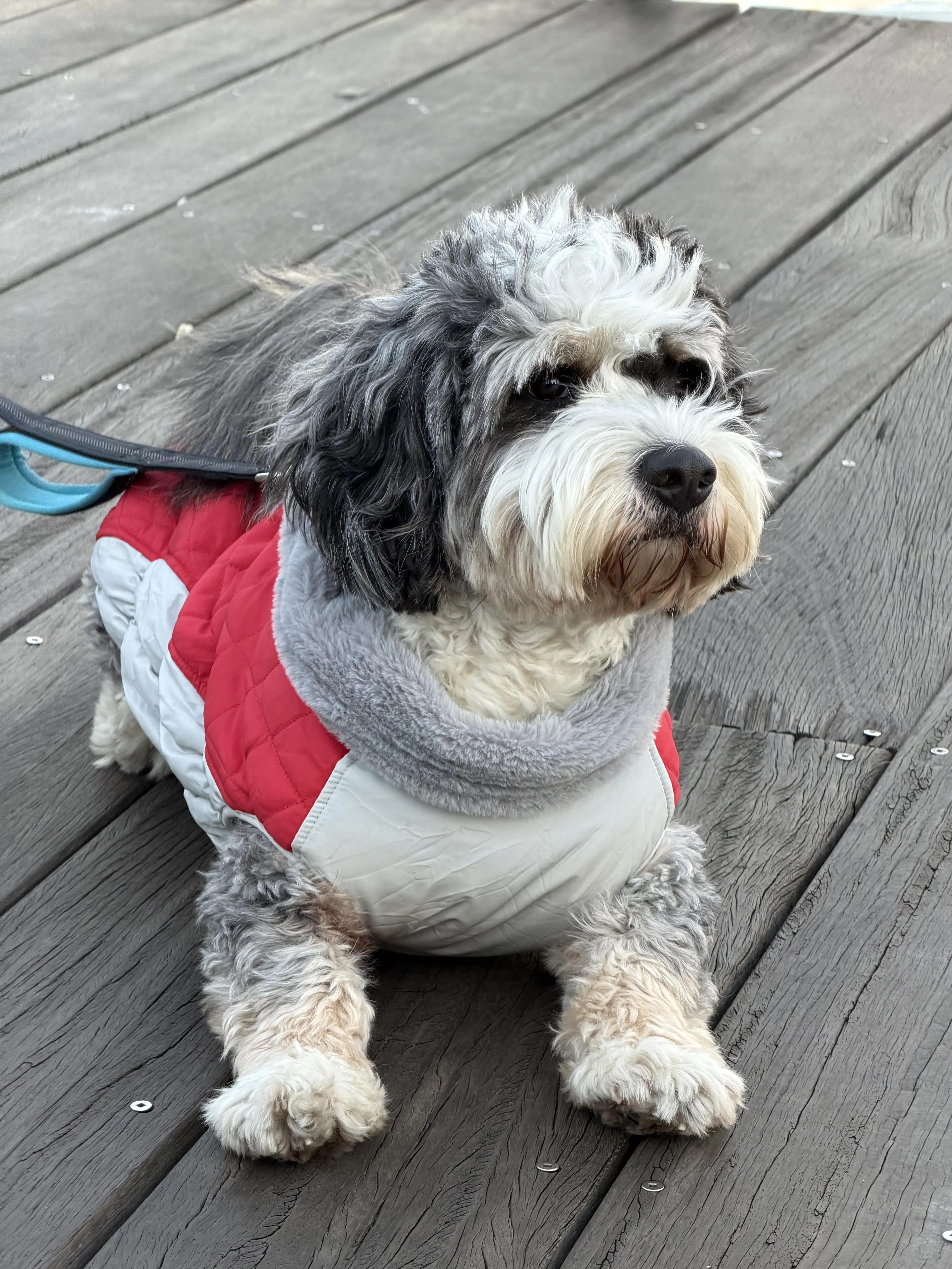 Bernedoodle stud dog: Gray and white Bernedoodle wearing a red and gray coat, sitting outdoors
