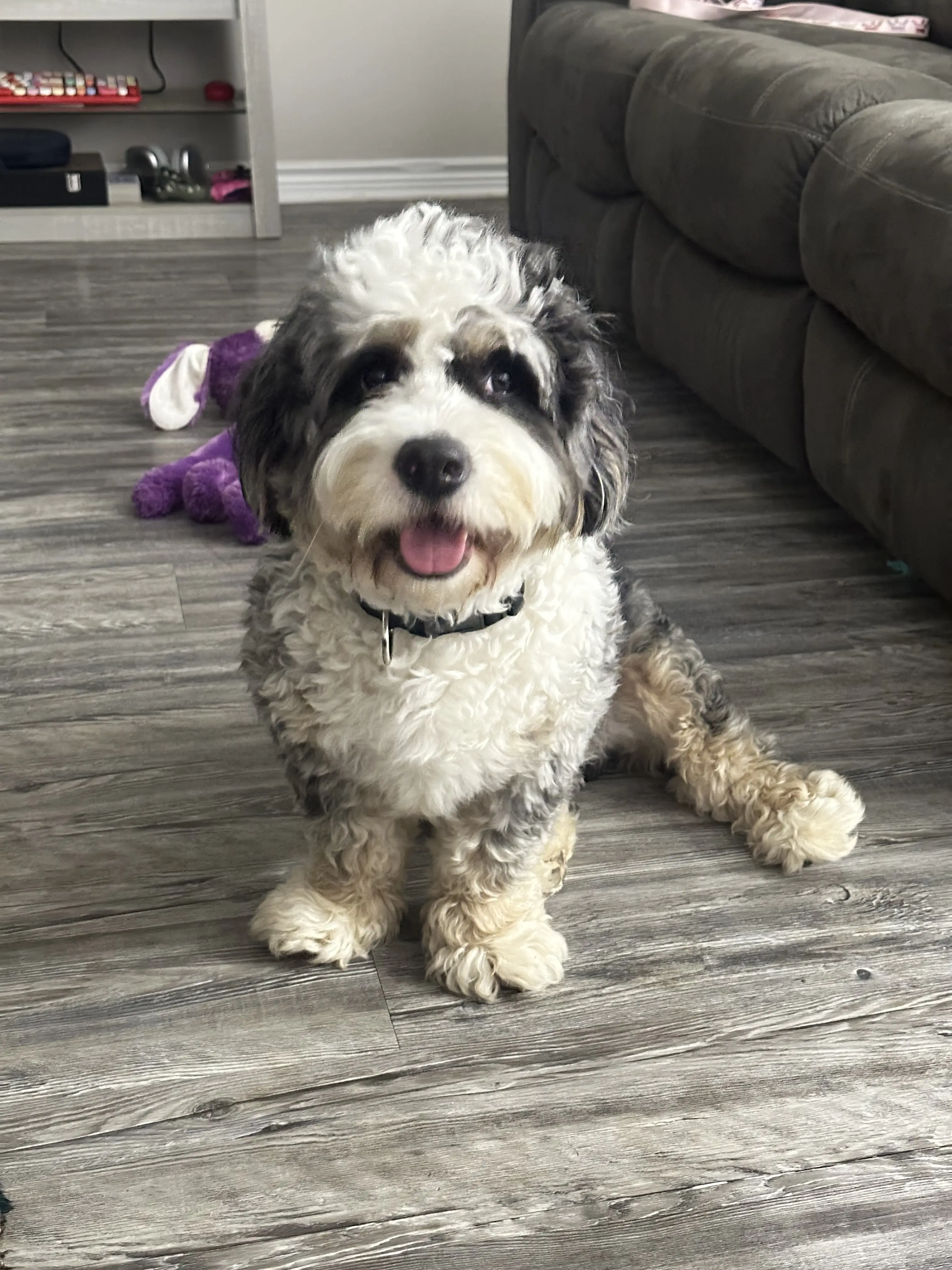 Bernedoodle stud dog: Fluffy Bernedoodle with a curly coat sitting indoors