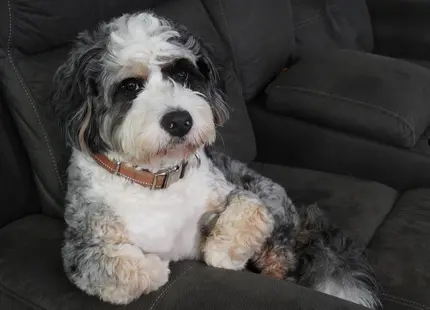 Bernedoodle stud dog: Fluffy Bernedoodle with a black, white, and gray coat sitting on a couch