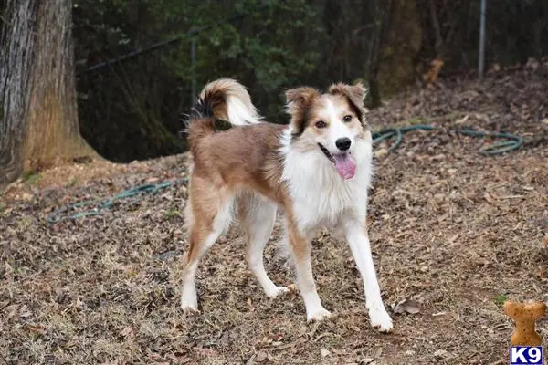 Border Collie stud dog