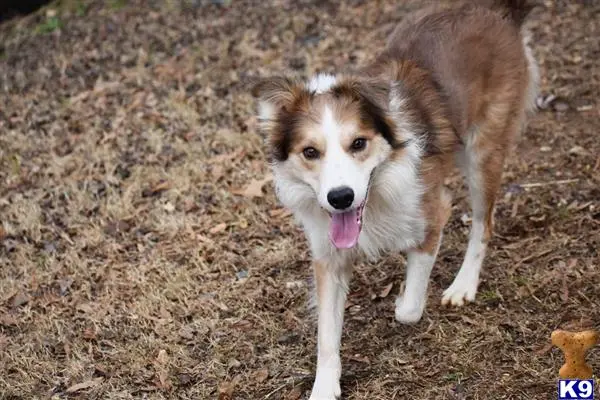 Border Collie stud dog