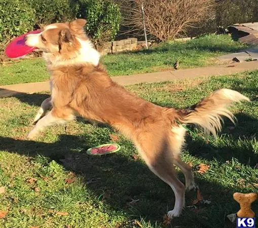 Border Collie stud dog