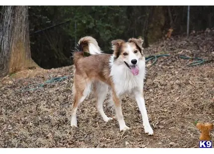 Border Collie