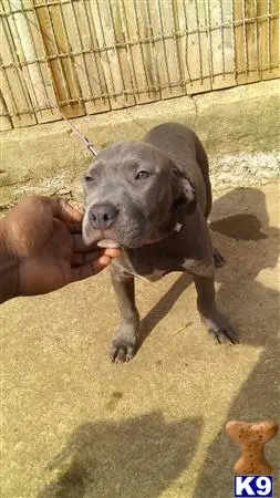 American Bully puppy for sale: a person holding a american bully dog