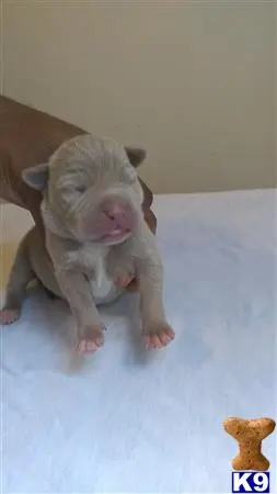American Bully puppy for sale: a baby piglet and a piglet