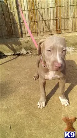 American Bully puppy for sale: a american bully dog standing on a leash