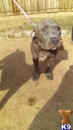 American Bully puppy for sale: a american bully dog on a leash