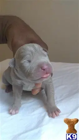 American Bully puppy for sale: a american bully puppy lying on a bed