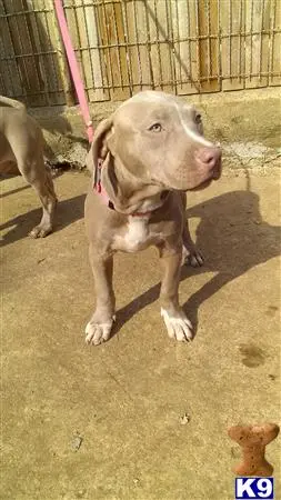 American Bully puppy for sale: a american bully dog standing on a leash