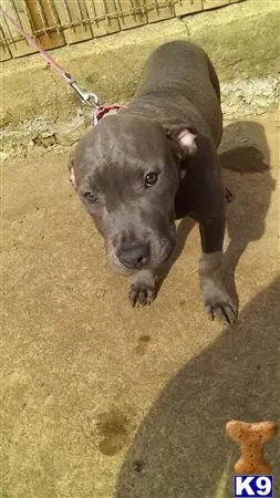 American Bully puppy for sale: a american bully dog on a leash
