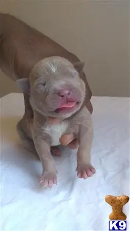 American Bully puppy for sale: a baby pig in a bed