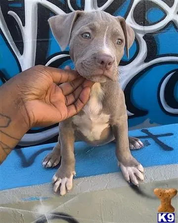 American Bully puppy for sale: a person holding a american bully puppy