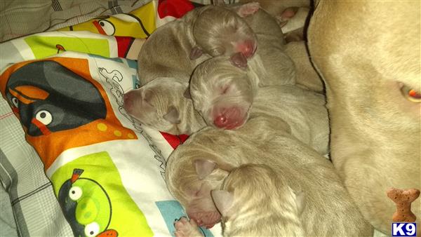 American Pit Bull puppy for sale: Litter of sleeping light-colored puppies on a colorful blanket