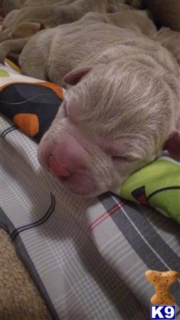 American Pit Bull puppy for sale: Sleeping light-colored puppy on a patterned blanket