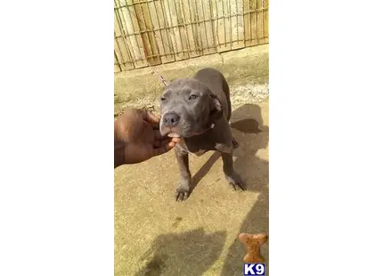 American Bully puppy for sale: a person holding a american bully dog