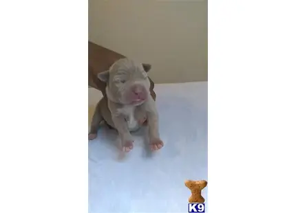 American Bully puppy for sale: a baby piglet and a piglet