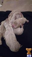 American Pit Bull puppy for sale: Light-colored puppies cuddling together on a dark blanket