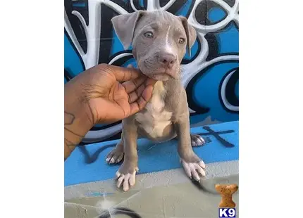 American Bully puppy for sale: a person holding a american bully puppy