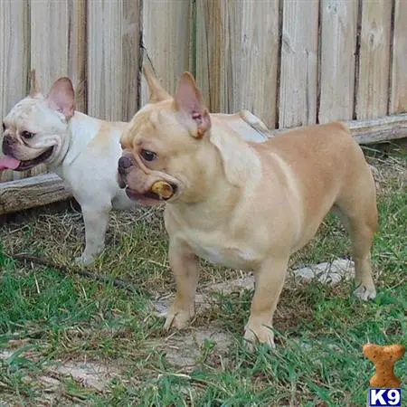 French Bulldog stud dog: two french bulldog dogs standing on grass