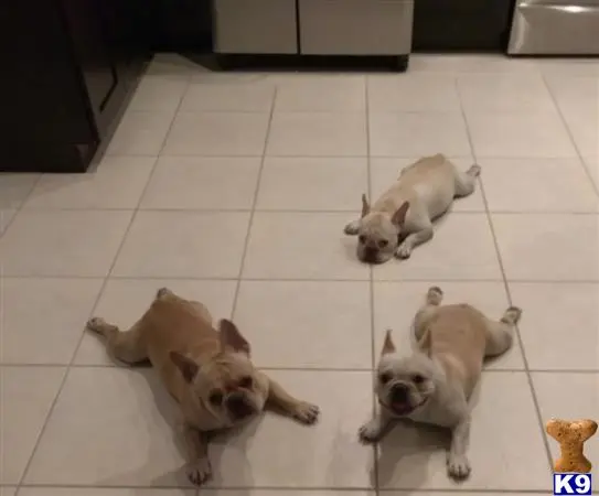 French Bulldog stud dog: a group of french bulldog dogs lying on the floor
