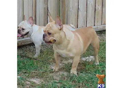 French Bulldog stud dog: two french bulldog dogs standing on grass