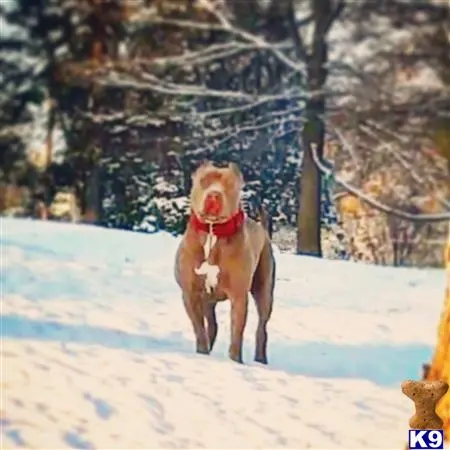 American Pit Bull stud dog: a american pit bull dog standing in the snow