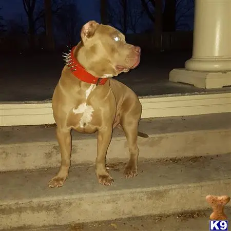 American Pit Bull stud dog: a american pit bull dog wearing a harness