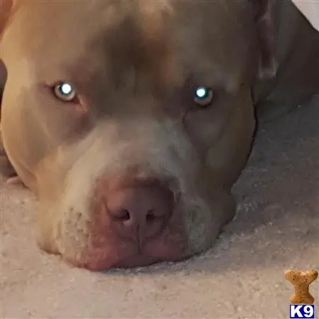American Pit Bull stud dog: a american pit bull dog lying on the ground