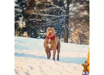 American Pit Bull stud dog: a american pit bull dog standing in the snow