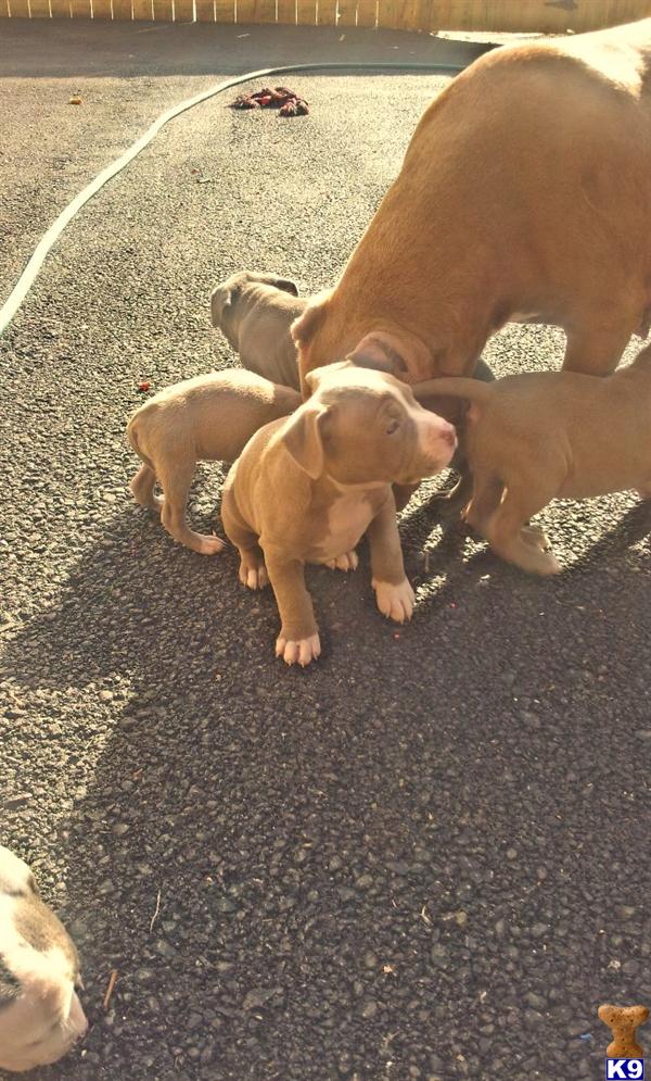 pitbull puppies for sale orlando american pit bull puppy for sale ukc adab pups 5 years pitbull puppies for sale orlando american pit bull puppy for sale ukc adab pups 5 years