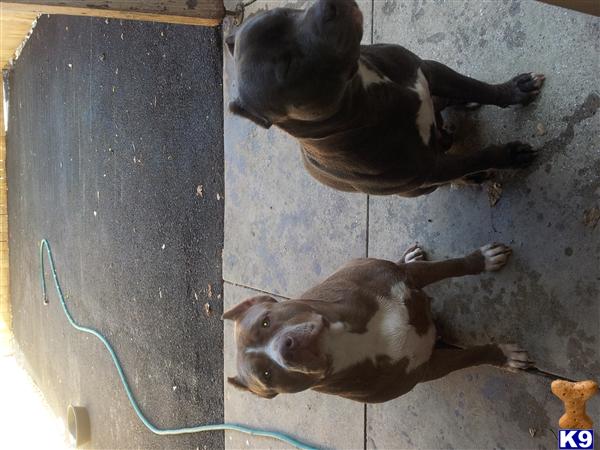 american pit bull puppy posted by orlando15