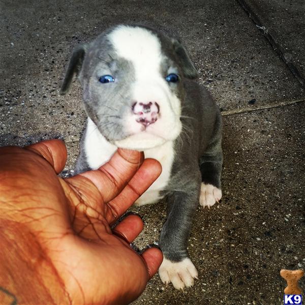 american pit bull puppy posted by orlando15