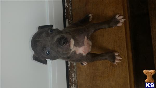 american pit bull puppy posted by orlando15